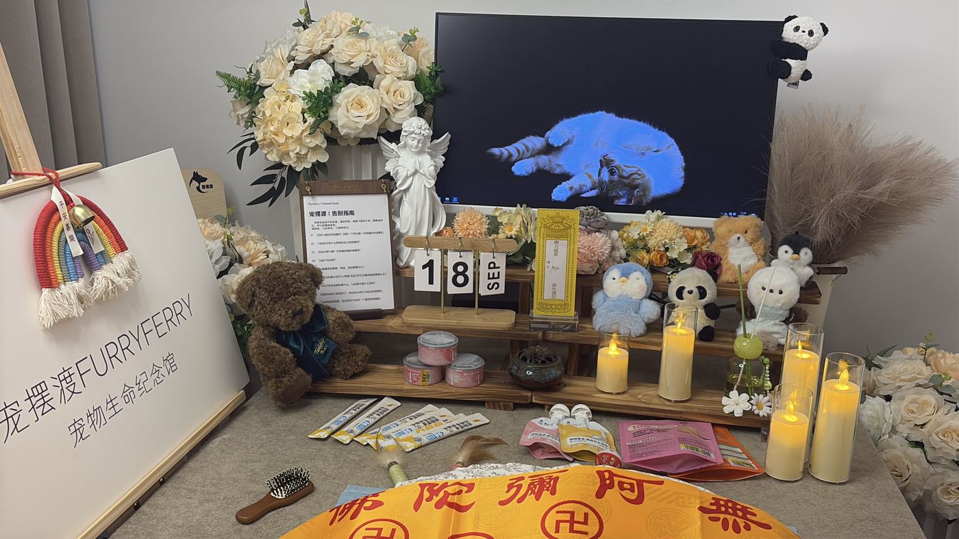 宠物离世前的征兆：淄博家长的临终陪伴清单