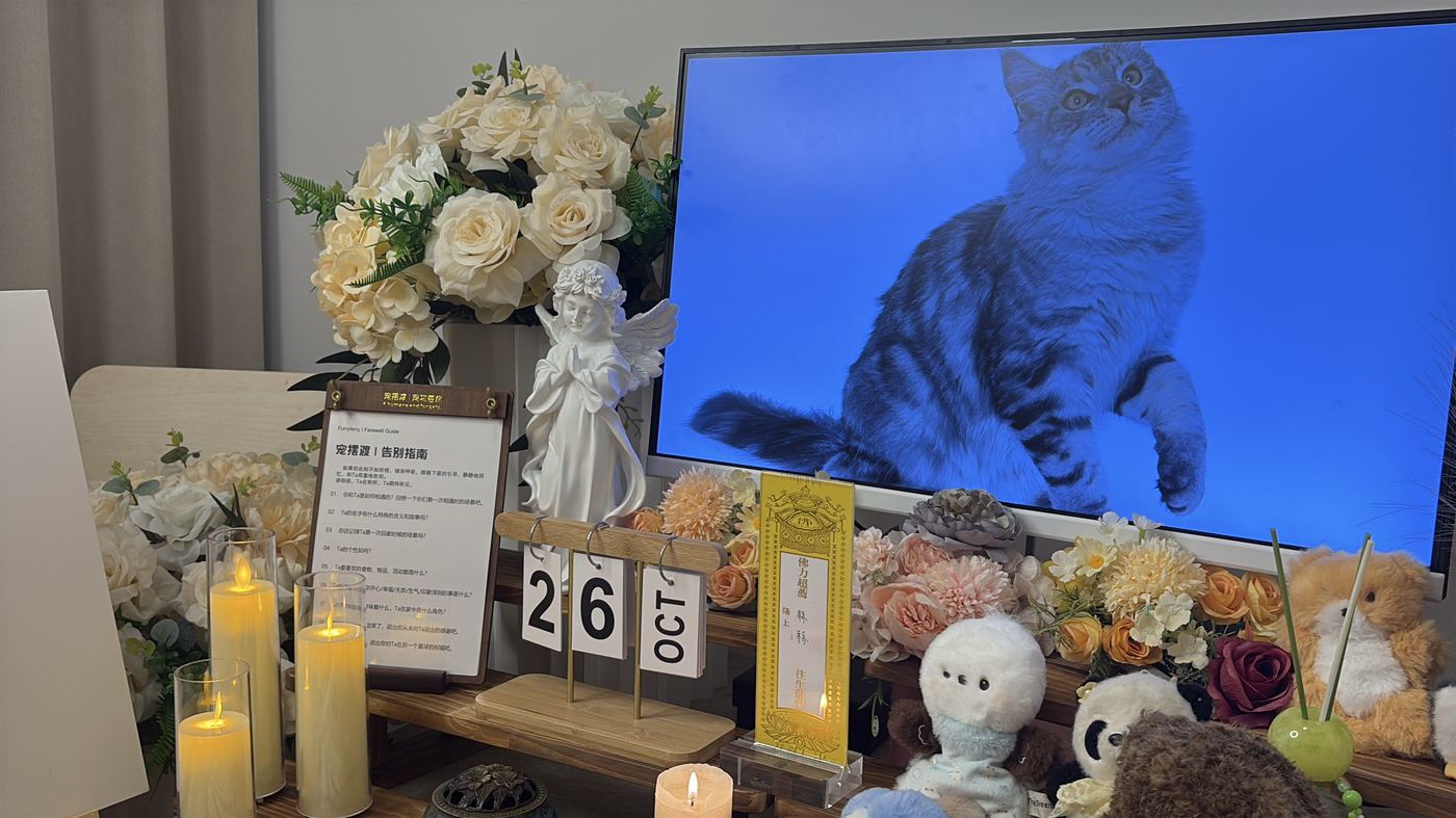如何面对宠物离世的悲伤？写给淄博养宠人的心理支持
